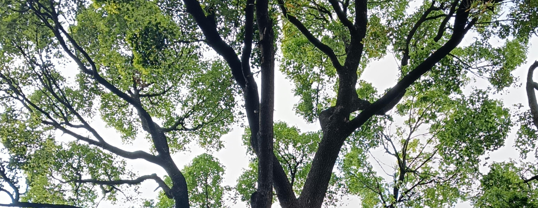 Memorial Day Weekend: Celebration of Trees